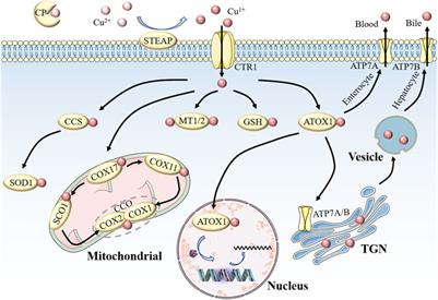 <mark class="highlighted">Copper homeostasis</mark> and cuproptosis in tumor pathogenesis and therapeutic strategies